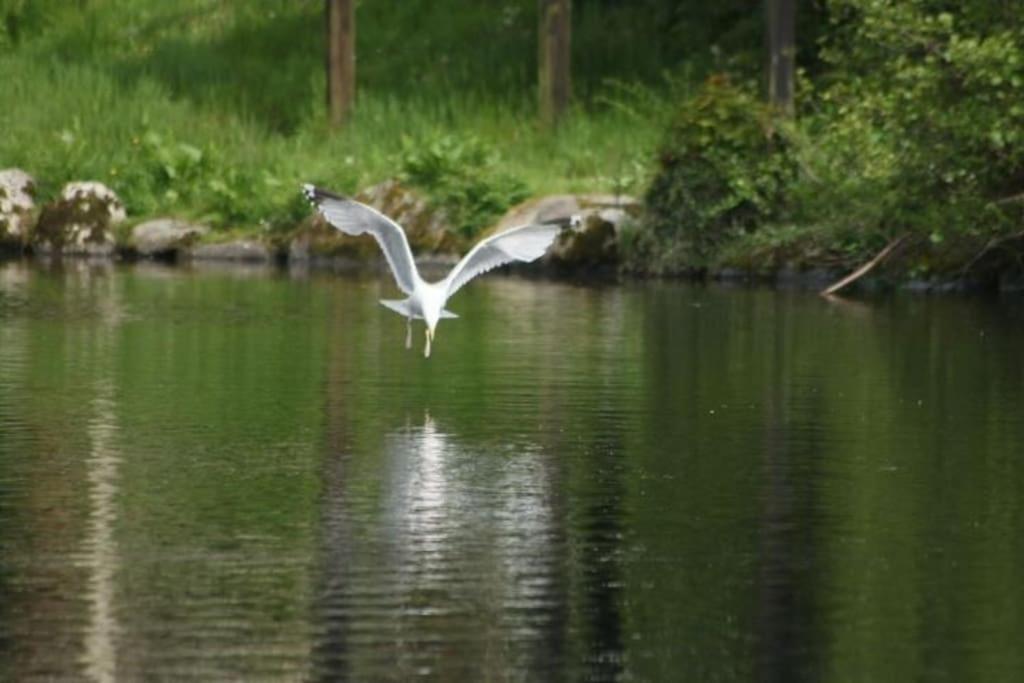 Stunning 3 Bed Riverside Cabin In Snowdonia Caeathro Zewnętrze zdjęcie